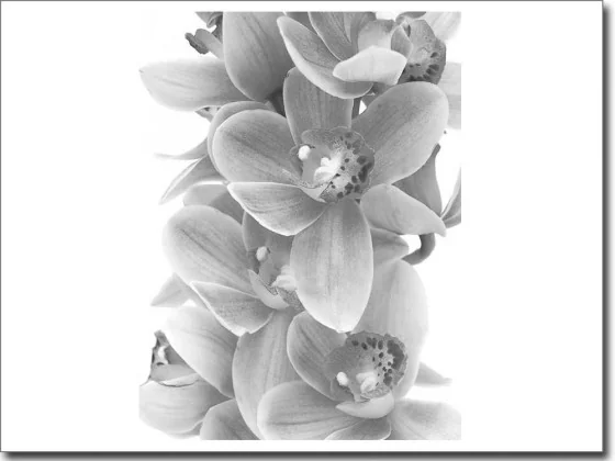 Fensteraufkleber Fotodruck Orchidee schwarz-weiß