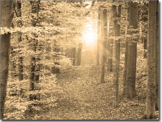 Preview: Glasfoto Herbstwald Preview: Glasfoto Herbstwald
