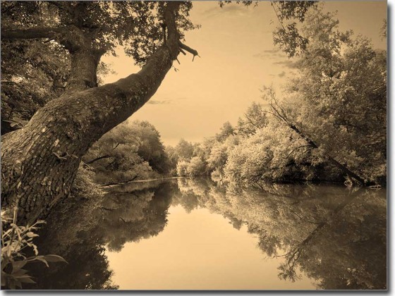 Preview: Foto auf Glas Waldsee Preview: Foto auf Glas Waldsee