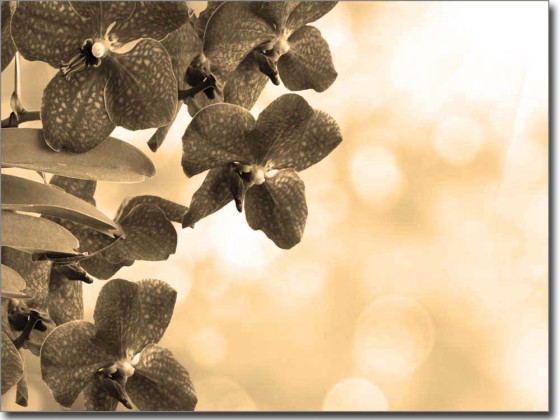 Preview: Blaue Orchidee Preview: Blaue Orchidee