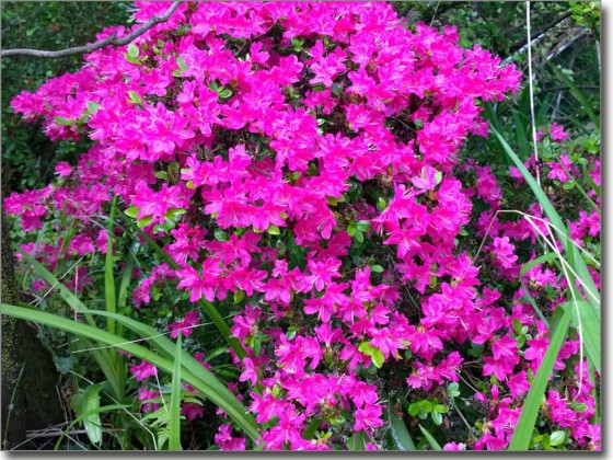 Preview: Glasbild Alpenrose