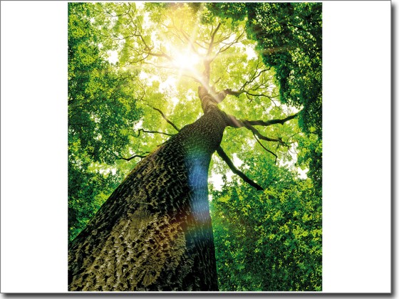 Preview: Glasdruck Baum Preview: Glasdruck Baum