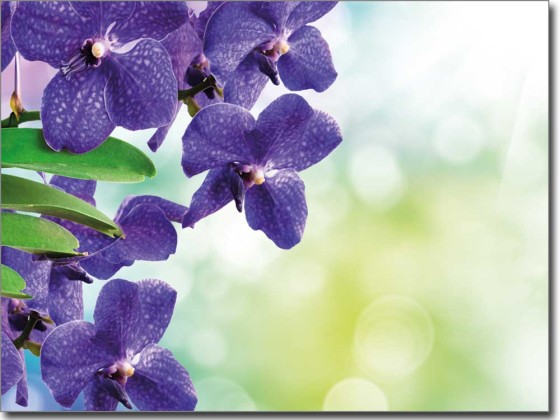 Preview: Blaue Orchidee Preview: Blaue Orchidee
