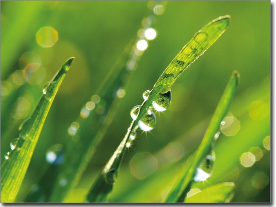 Preview: Digitaldruck Morgentau