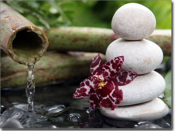 Preview: Sichtschutzfolie Wellness Preview: Sichtschutzfolie Wellness