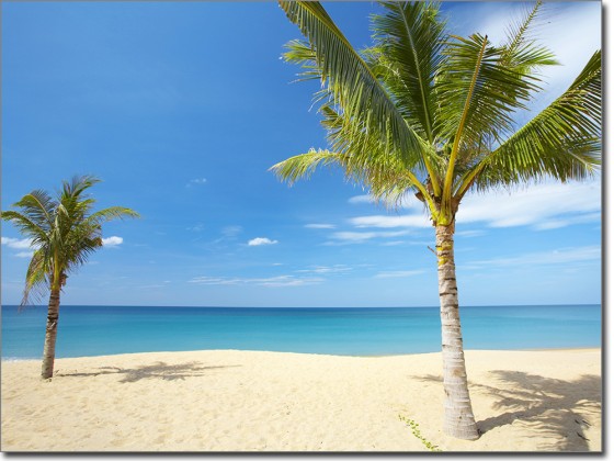 Preview: Klebefolie Palmen Am Strand Preview: Klebefolie Palmen Am Strand