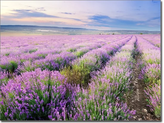 Fensterfolie Lavendelfeld in der Provence