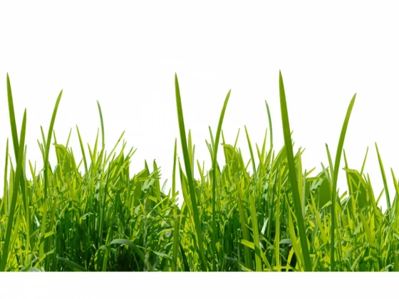 Schaufensterdekoration Gras