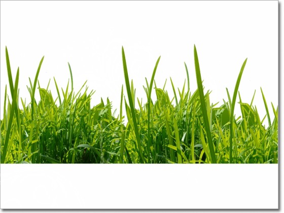 Preview: Schaufensterdekoration Gras