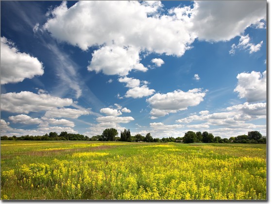 Preview: Sichtschutzfolie Sommer Preview: Sichtschutzfolie Sommer