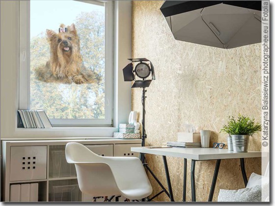 Preview: Yorkshire Terrier Preview: Yorkshire Terrier