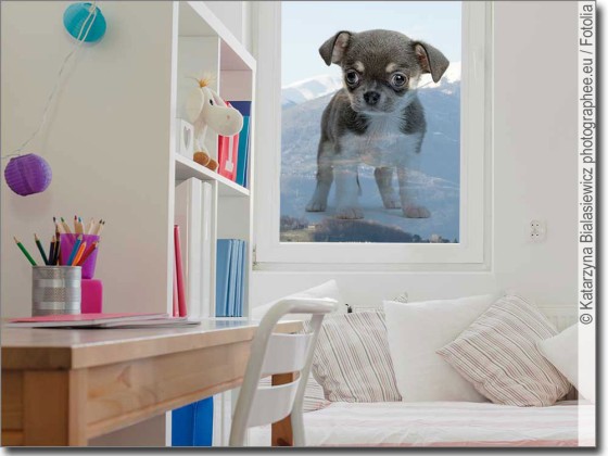 Preview: Fotofolie Chihuahua Baby Preview: Fotofolie Chihuahua Baby