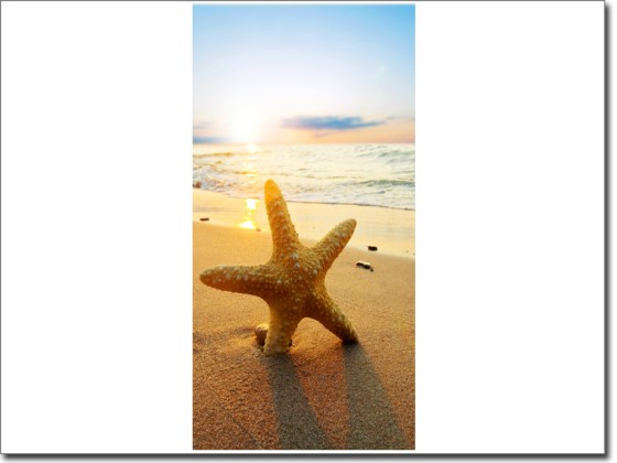 Preview: Türtapete Seestern Preview: Türtapete Seestern