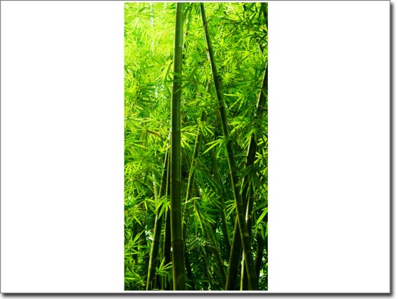 Preview: Türaufkleber Dschungel