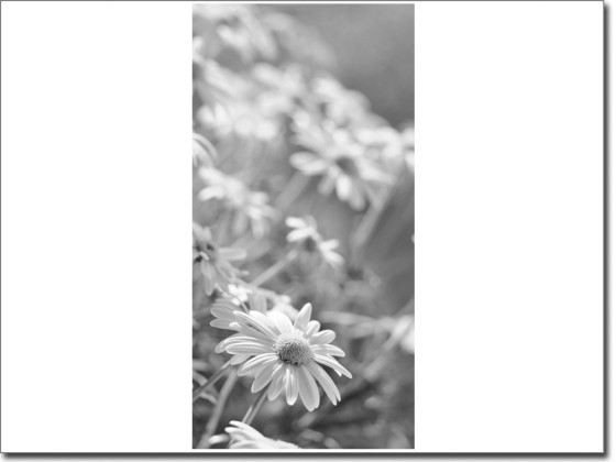 Preview: Türfolie Margeriten