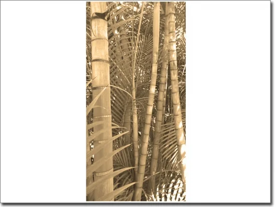 Klebefolie als Türbild Bambus