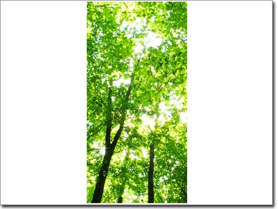 Preview: Türdekor Wald