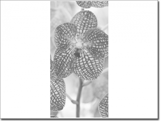 Preview: Türbild Blume