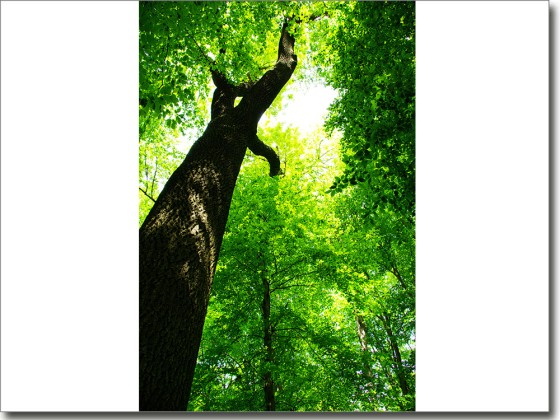 Preview: Türposter Baumriese