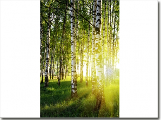 Preview: Türaufkleber Birkenwald