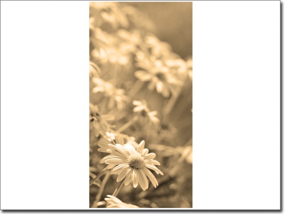 Preview: Türfolie Margeriten