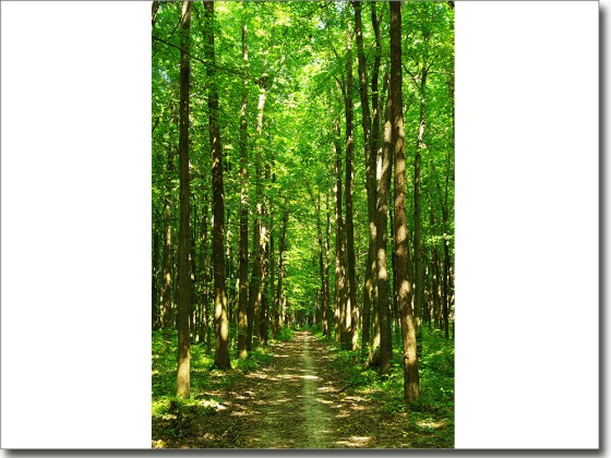 Preview: Türfolie Wald