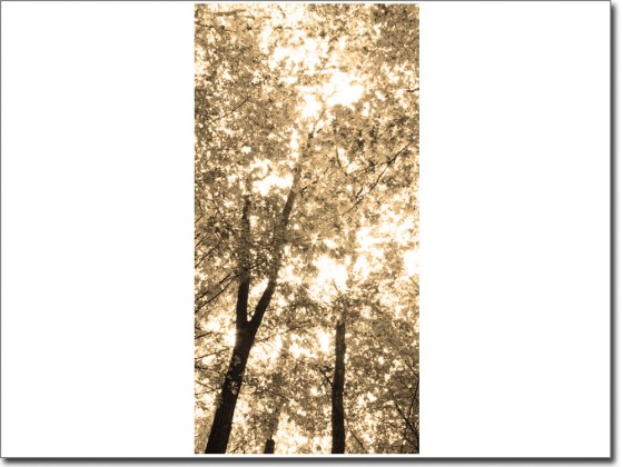 Preview: Türdekor Wald