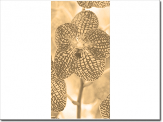 Preview: Türbild Blume