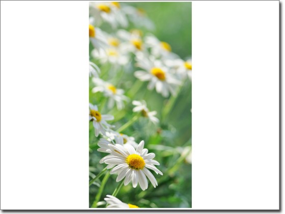 Preview: Türfolie Margeriten