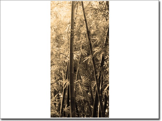 Preview: Türaufkleber Dschungel