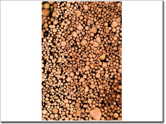 Preview: Türposter Baumstämme Preview: Türposter Baumstämme