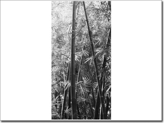 Preview: Türaufkleber Dschungel