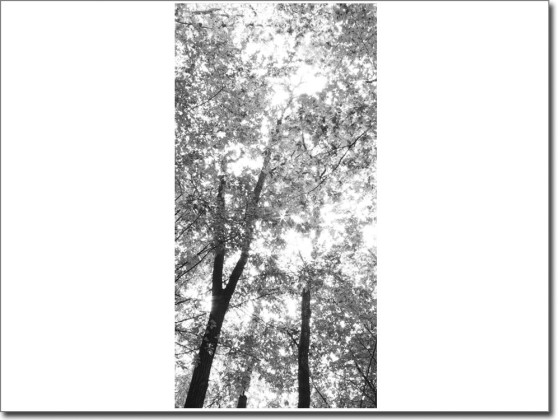 Preview: Türdekor Wald