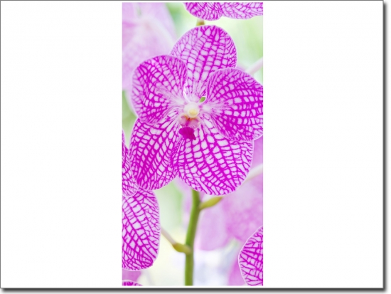 Preview: Türbild Blume