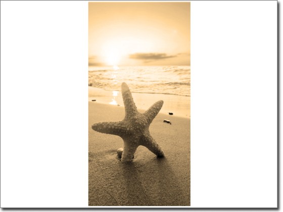 Preview: Türtapete Seestern Preview: Türtapete Seestern