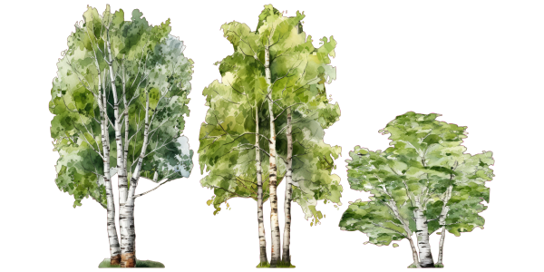 Preview: Wandtattoo Set Birken - Komplettansicht