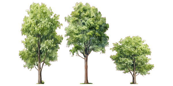 Preview: Wandtattoo Set Laubbäume - Komplettansicht