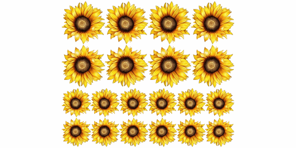 Preview: Wandtattoo Sonnenblumen Set zur freien Anordnung