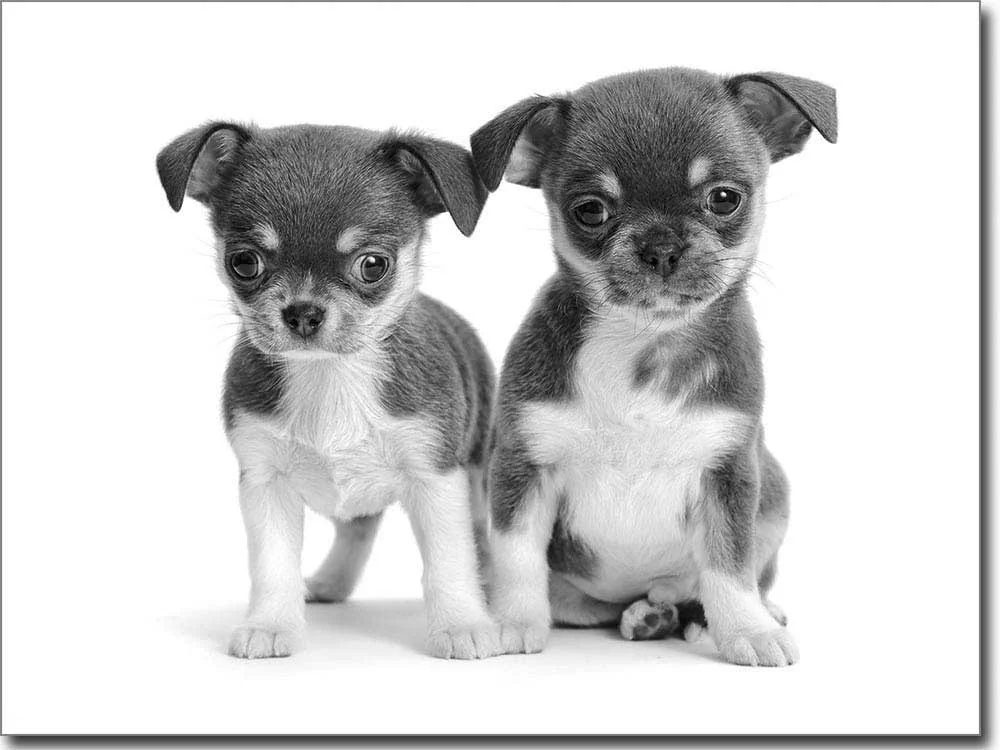 Glasposter mit süßen Chihuahua Babys in schwarz-weiß