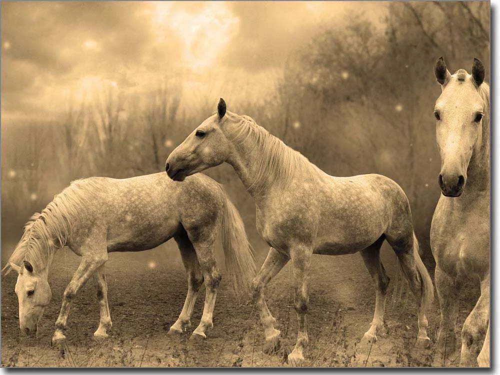 Tierbild Wilde Pferde