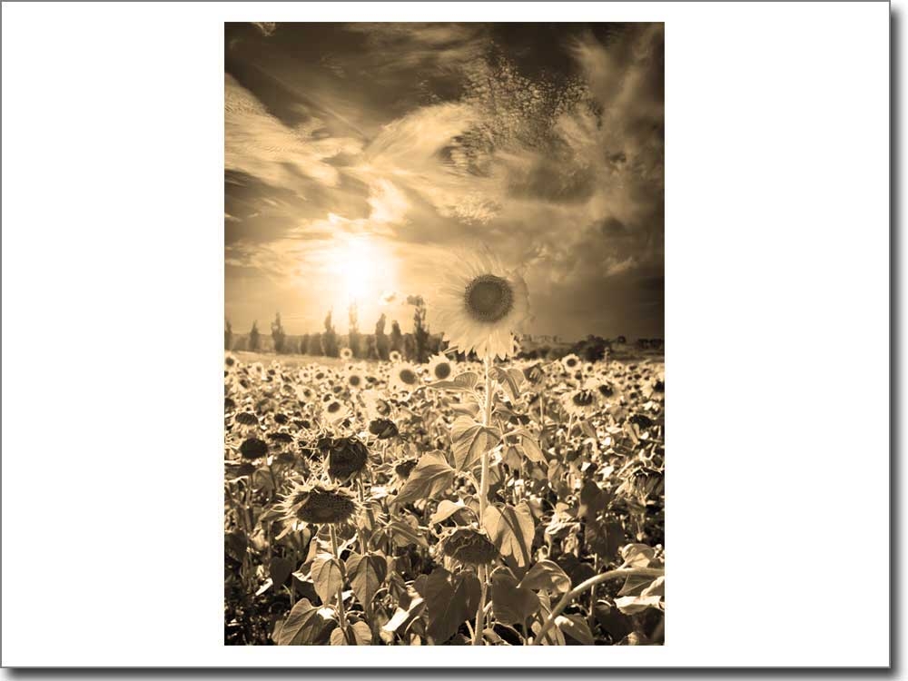 selbstklebende Fotofolie mit Sonnenblumenfeld in sepia