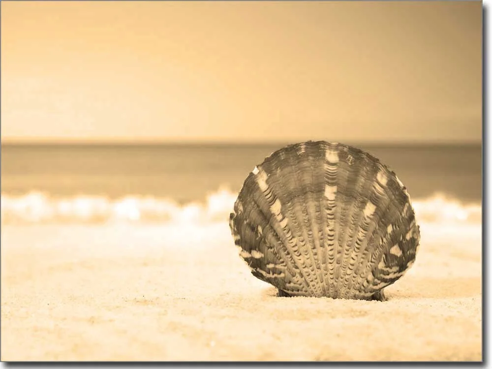 Glasdruck mit Muschel im Sand in sepia