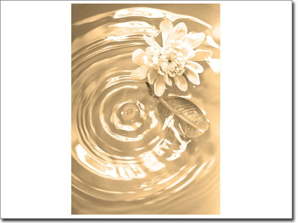 Fotodruck Aufkleber Seerose Sepia