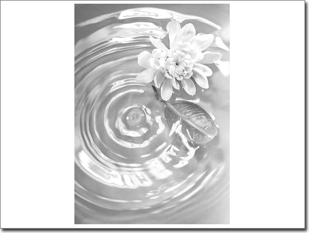 Bedruckte Glasfolie Seerose schwarz-weiß