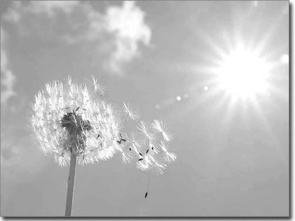 Glasposter Pusteblume im Wind schwarz-weiß