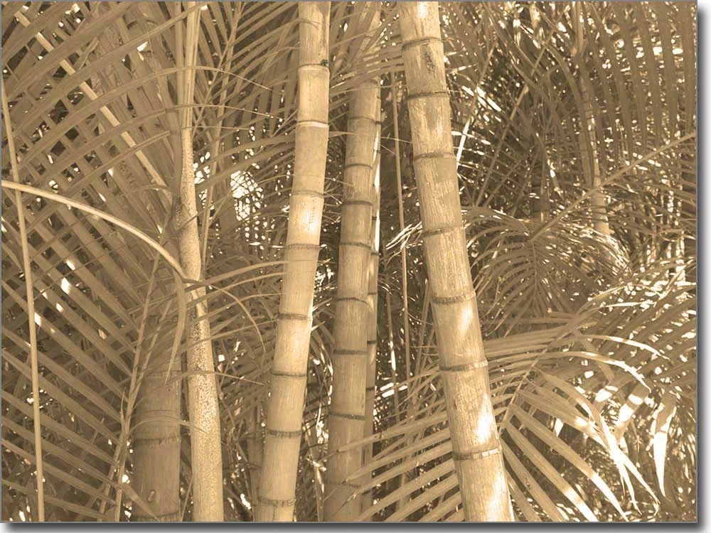 Glasposter Aufkleber Bambuswald Sepia