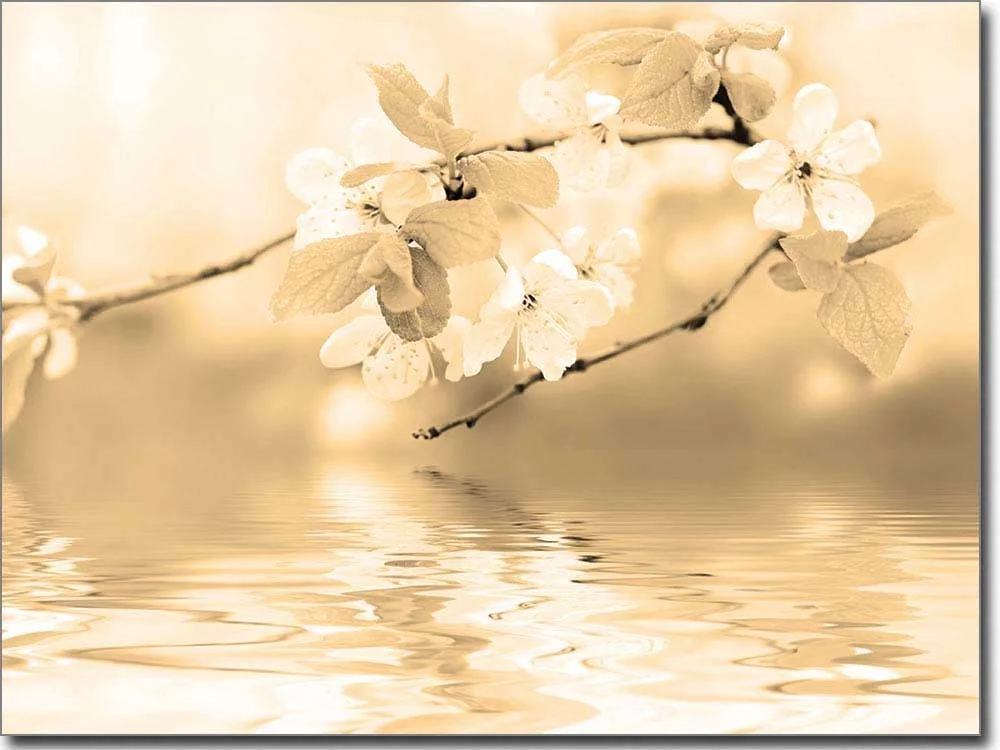 Glasdruck Aufkleber Kirschblüten Sepia