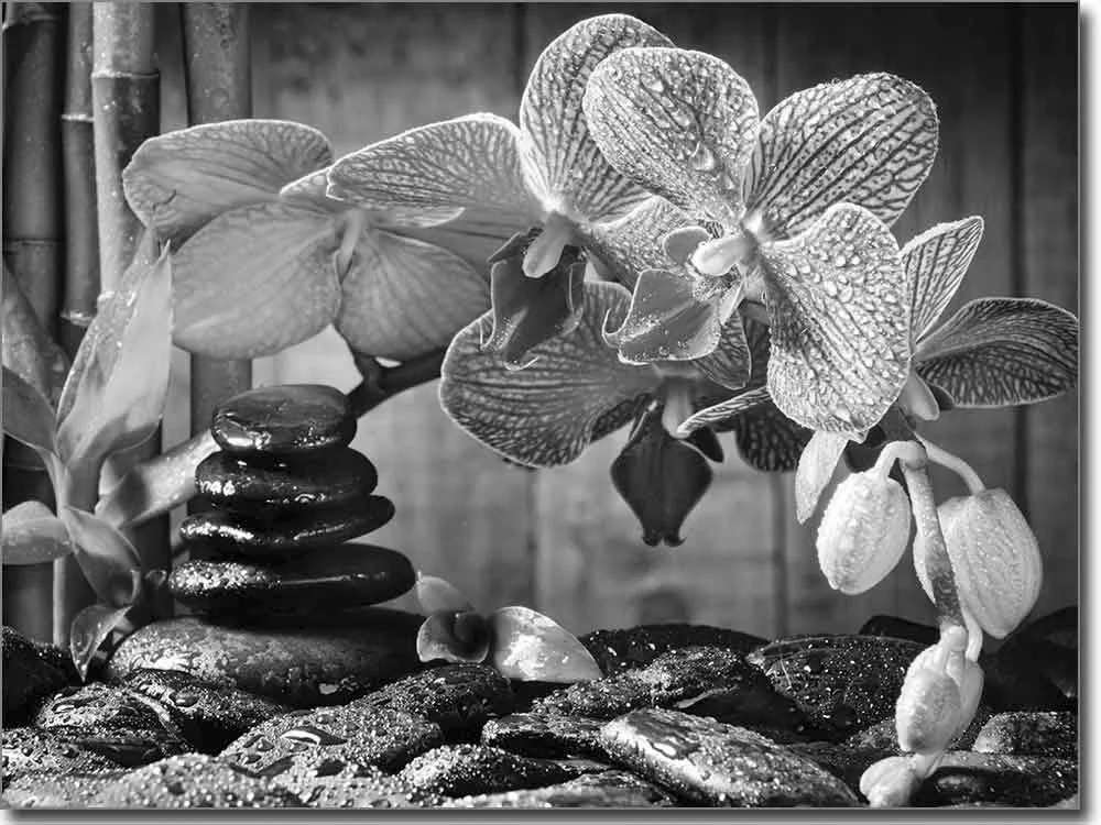 Glasdruck Aufkleber Wellness Orchidee schwarz-weiß
