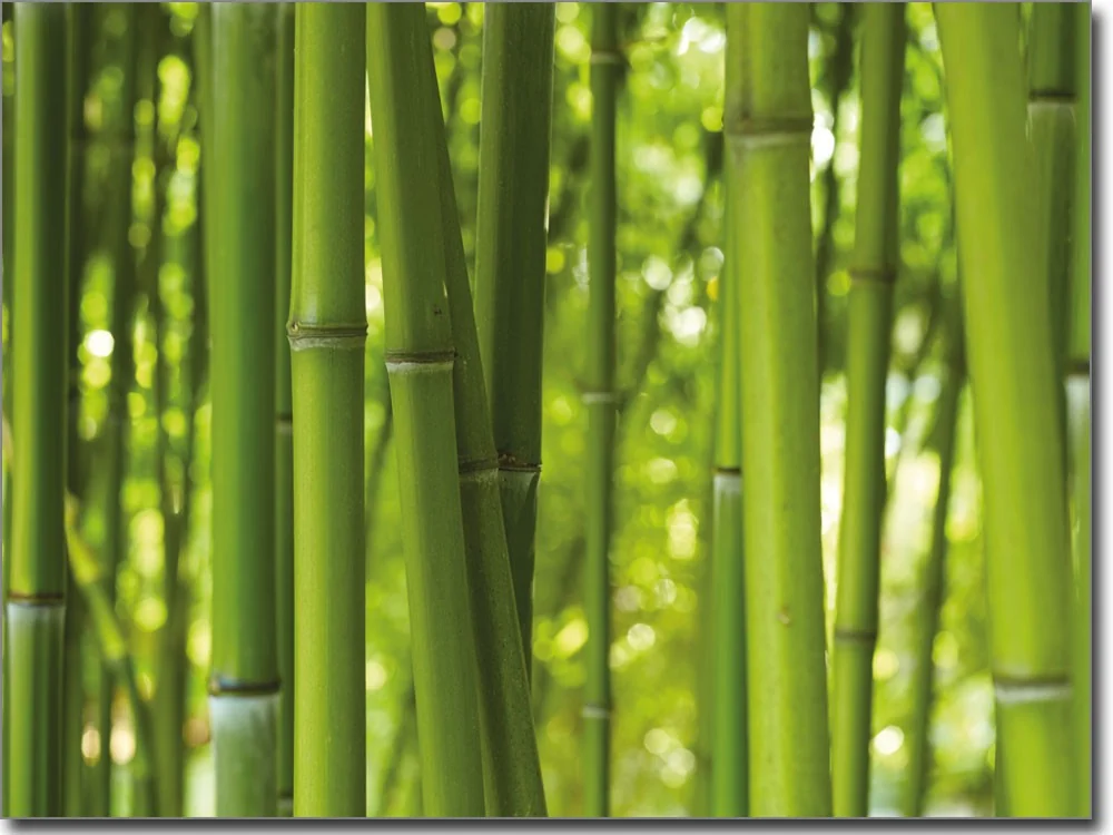 Hinterglasaufkleber mit Bambus