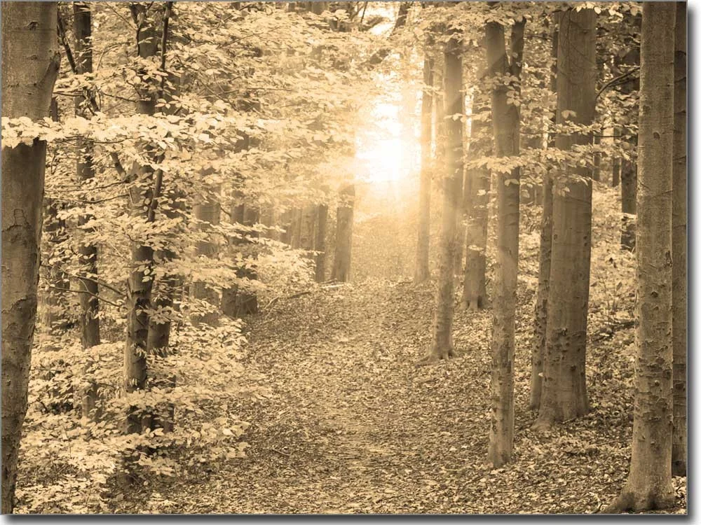 Glasposter Herbstwald Sepia